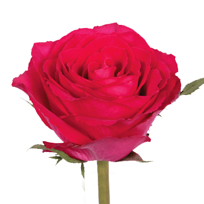 Pink Roses
